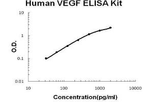 Image no. 1 for Vascular Endothelial Growth Factor (VEGF) ELISA Kit (ABIN411369)