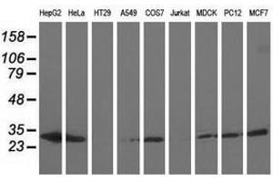 Image no. 2 for anti-Adenylate Kinase 3 (AK3) antibody (ABIN1496523)