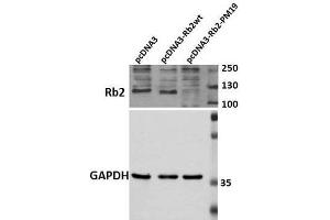 Image no. 1 for anti-Retinoblastoma-Like 2 (p130) (RBL2) (C-Term) antibody (ABIN106440)