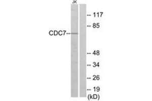 Image no. 1 for anti-Cell Division Cycle 7 (CDC7) (AA 1-50) antibody (ABIN1533477)