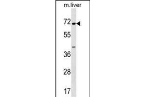 CPNE6 Antibody (N-term) (ABIN1539048 and ABIN2848604) western blot analysis in mouse liver tissue lysates (35 μg/lane).