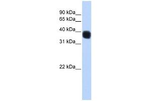 Image no. 1 for anti-Single Stranded DNA Binding Protein 3 (SSBP3) (Middle Region) antibody (ABIN632119)