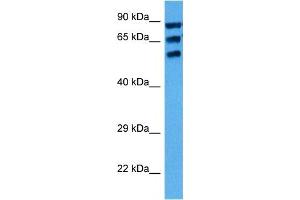 Image no. 2 for anti-Cytochrome P450, Family 1, Subfamily A, Polypeptide 1 (CYP1A1) (Middle Region) antibody (ABIN2776793)