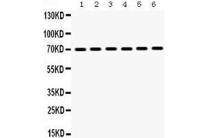 Image no. 3 for anti-Heat Shock 70kDa Protein 1A (HSPA1A) (AA 559-596), (C-Term) antibody (ABIN3043849)