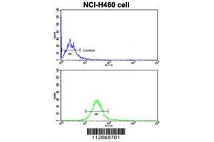 Image no. 3 for anti-Cadherin 10, Type 2 (T2-Cadherin) (CDH10) (AA 495-523), (C-Term) antibody (ABIN5535226)