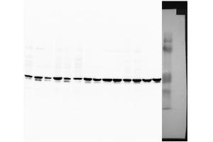 Image no. 2 for anti-Suppressor of Cytokine Signaling 1 (SOCS1) (Middle Region) antibody (ABIN2777165)