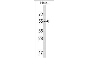 Image no. 1 for anti-Galanin Receptor 3 (GALR3) (AA 279-307), (C-Term) antibody (ABIN5531244)