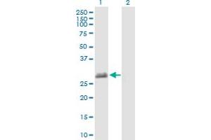 Western Blot analysis of TEX101 expression in transfected 293T cell line by TEX101 MaxPab polyclonal antibody.