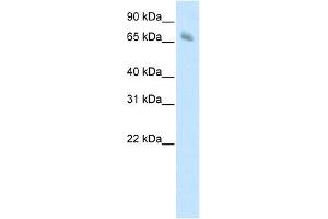 Image no. 1 for anti-Kelch-like protein 41 (KLHL41) (C-Term) antibody (ABIN925907)