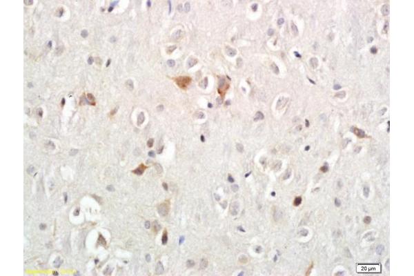 Persephin antibody  (AA 51-156)