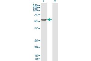 Image no. 1 for anti-Centromere Protein I (CENPI) (AA 1-522) antibody (ABIN515828)