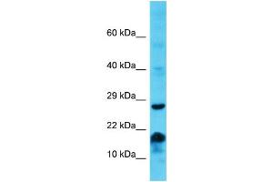 Image no. 1 for anti-Membrane-Spanning 4-Domains, Subfamily A, Member 6E (MS4A6E) (Middle Region) antibody (ABIN2790820)