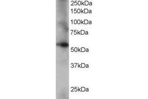 Image no. 1 for anti-Coronin, Actin Binding Protein, 1C (CORO1C) (C-Term) antibody (ABIN185225)