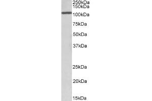 Image no. 1 for anti-CCAAT/enhancer Binding Protein (C/EBP), zeta (CEBPZ) (AA 620-633) antibody (ABIN5539916)