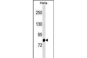 SP1 Antibody (Center) (ABIN1538452 and ABIN2849636) western blot analysis in Hela cell line lysates (35 μg/lane).