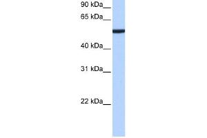 Image no. 1 for anti-Chromobox Homolog 2 (CBX2) (N-Term) antibody (ABIN2784551)