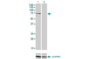 Image no. 2 for anti-Protein Kinase C, zeta (PRKCZ) (AA 165-255) antibody (ABIN562397)