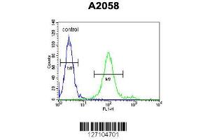 Image no. 1 for anti-Golgi Transport 1A (GOLT1A) (AA 103-130), (C-Term) antibody (ABIN651799)