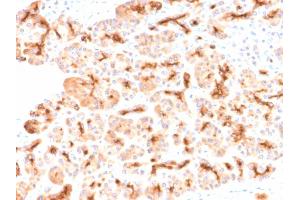 Image no. 2 for anti-Cystic Fibrosis Transmembrane Conductance Regulator (ATP-Binding Cassette Sub-Family C, Member 7) (CFTR) antibody (ABIN6939096)