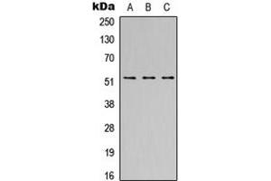 Image no. 2 for anti-SH2 Domain Containing 4A (SH2D4A) (Center) antibody (ABIN2707042)