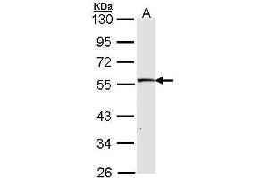 Image no. 1 for anti-Serine/threonine-Protein Kinase MST4 (MST4) (C-Term) antibody (ABIN2856535)
