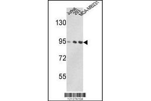 Image no. 1 for anti-Valosin Containing Protein (VCP) (C-Term) antibody (ABIN2493772)