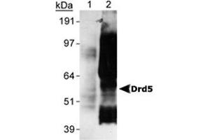 Image no. 1 for anti-Dopamine Receptor D5 (DRD5) antibody (ABIN534036)