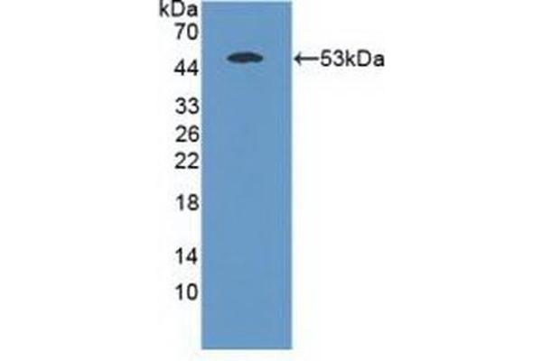 MASP1 antibody  (AA 25-453)