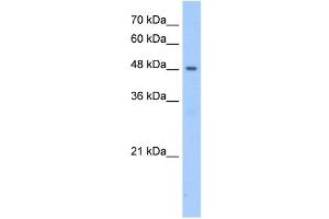 Image no. 1 for anti-Patatin-Like phospholipase Domain Containing 5 (PNPLA5) (N-Term) antibody (ABIN629699)