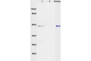 Image no. 3 for anti-Caspase 8 (CASP8) (AA 411-482) antibody (ABIN724205)