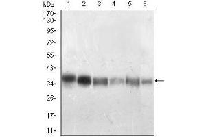 Image no. 7 for anti-Protein Phosphatase 1, Catalytic Subunit, beta Isoform (PPP1CB) (AA 174-327) antibody (ABIN5542354)