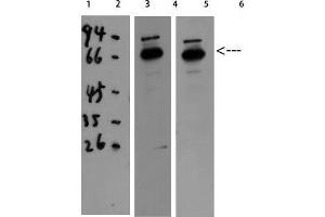 Image no. 4 for anti-Catalase (CAT) (C-Term) antibody (ABIN3187698)