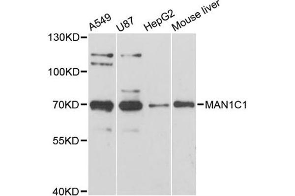 MAN1C1 antibody