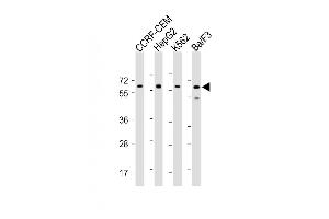 Image no. 3 for anti-Dual-Specificity tyrosine-(Y)-phosphorylation Regulated Kinase 2 (DYRK2) (AA 521-549), (C-Term) antibody (ABIN657991)
