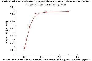 Image no. 3 for IL-2 R beta & IL-2 R gamma (AA 27-239) (Active) protein (Fc Tag,AVI tag,Biotin) (ABIN6973116)