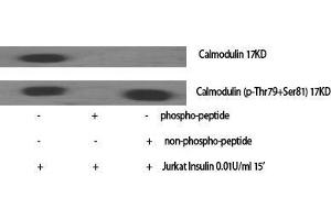 Image no. 2 for anti-Calmodulin 1 (Calm1) (Lys12) antibody (ABIN3183629)