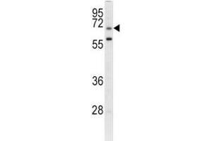 Image no. 4 for anti-Leucine Rich Repeat Containing 32 (LRRC32) (AA 234-260) antibody (ABIN3028542)