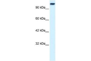 Image no. 1 for anti-Kinesin Family Member 3C (KIF3C) (Middle Region) antibody (ABIN634186)