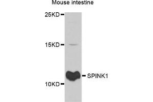 Image no. 2 for anti-serine Peptidase Inhibitor, Kazal Type 1 (SPINK1) antibody (ABIN3021427)