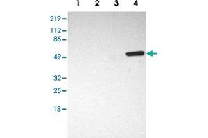 Image no. 1 for anti-SH2 Domain Containing 4A (SH2D4A) antibody (ABIN5587840)