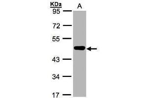 Image no. 1 for anti-Mitogen-Activated Protein Kinase Kinase 2 (MAP2K2) (Center) antibody (ABIN2855318)