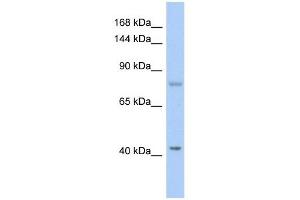SH2D3C antibody used at 1 ug/ml to detect target protein.