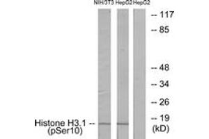 Image no. 1 for anti-Histone H3.1 (HIST1H3B) (AA 1-50), (pSer10) antibody (ABIN1531863)