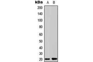 Image no. 2 for anti-Coatomer Protein Complex, Subunit zeta 1 (COPZ1) (N-Term) antibody (ABIN2972697)