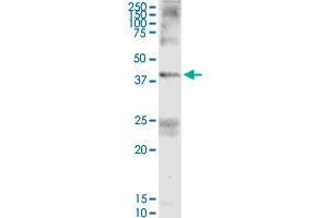 Image no. 6 for anti-Fas Apoptotic Inhibitory Molecule 3 (FAIM3) (AA 1-390) antibody (ABIN522668)