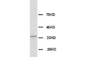 Image no. 2 for anti-WD Repeat Domain 83 (wdr83) (AA 29-43), (N-Term) antibody (ABIN3044326)