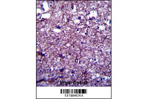 Immunohistochemistry (IHC) image for anti-Disrupted in Schizophrenia 1 (DISC1) (C-Term) antibody (ABIN2160595)