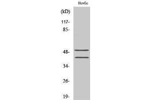 Image no. 1 for anti-Transcription Factor 7 (T-Cell Specific, HMG-Box) (TCF7) (N-Term) antibody (ABIN3187203)