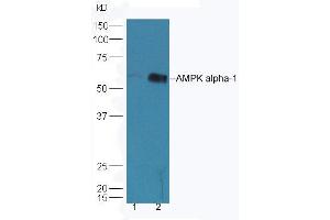 Lane 1: HepG2 lysates Lane 2: K562 lysates probed with Rabbit Anti-AMPK alpha-1 Polyclonal Antibody, Unconjugated (ABIN2170161) at 1:300 overnight at 4 °C.