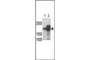 Image no. 1 for anti-Low Density Lipoprotein Receptor-Related Protein 5 (LRP5) (AA 1538-1567), (C-Term) antibody (ABIN390099)